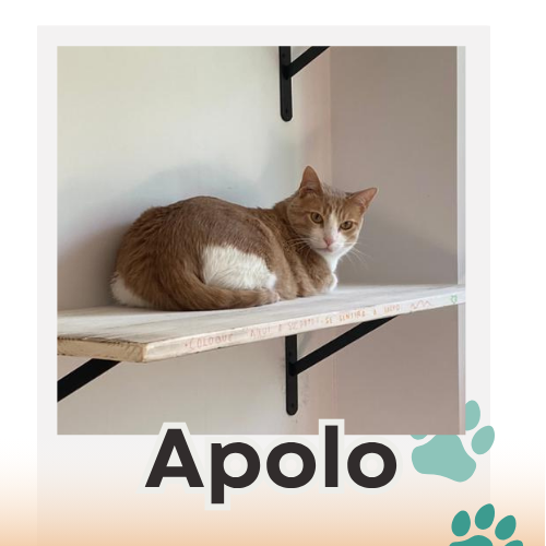 Apolo paciente canis