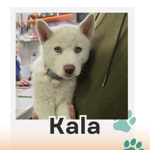 kala paciente canis