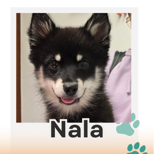 nala paciente canis