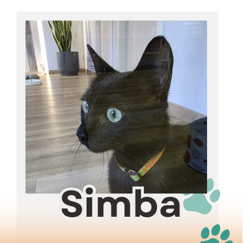 simba paciente canis