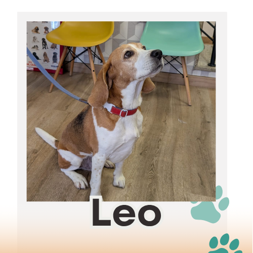leo paciente canis
