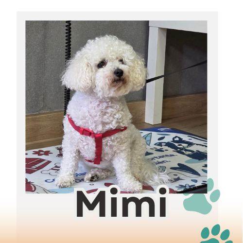 mimi paciente canis