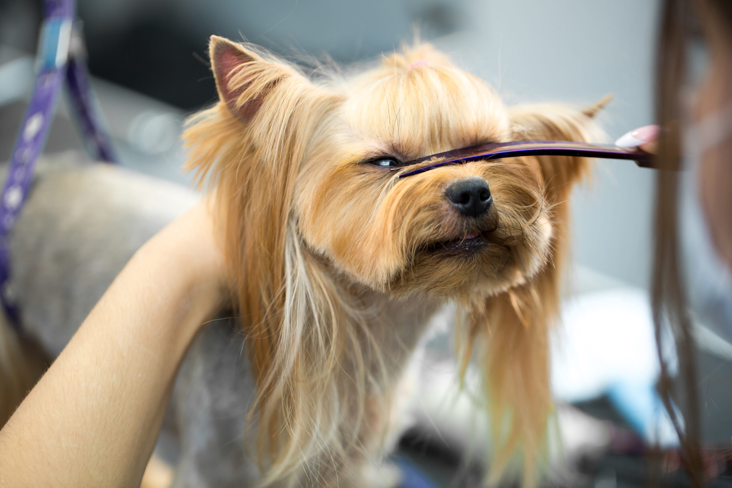Peluqueria y Guarderia canina a coruña