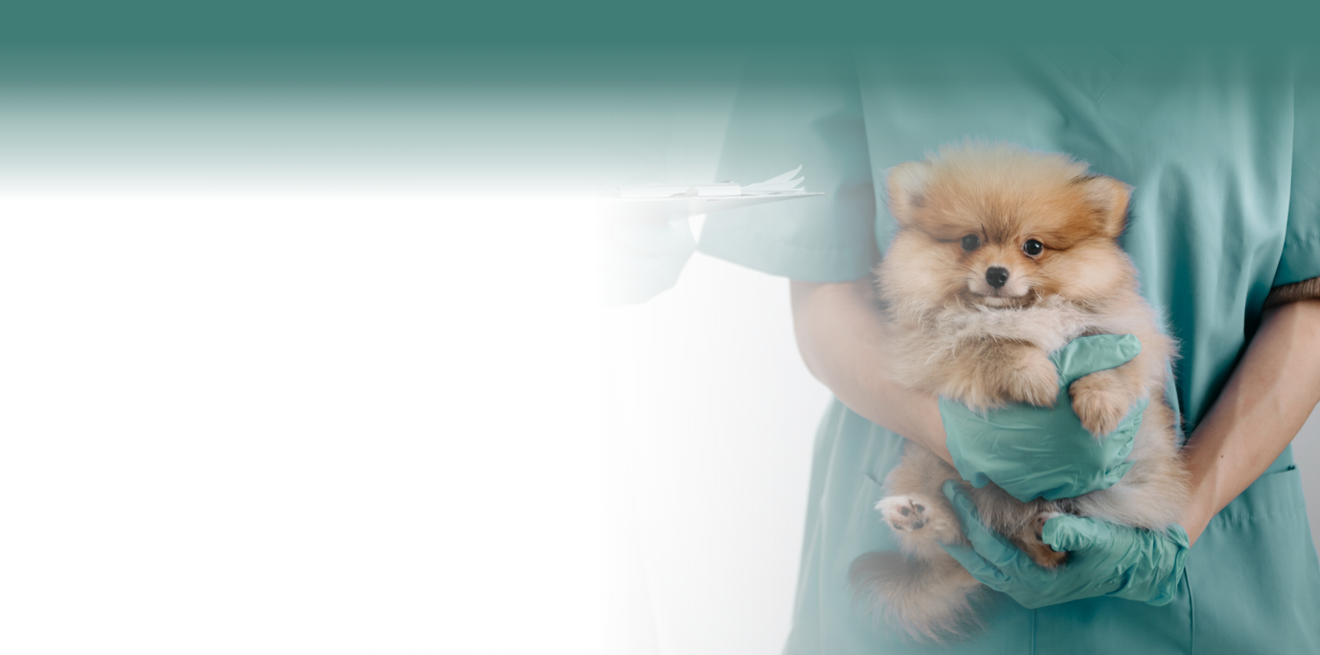 <br>Canis Pajaritas,  Coruña